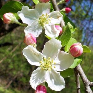 Blüten des Apfelbaumes