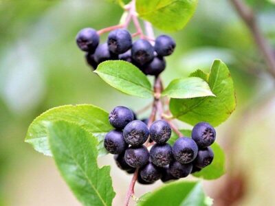 Apfelbeere Apfelbeere