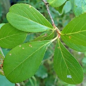 Blätter der Apfelbeere