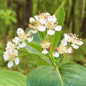 Blüten der Apfelbeere