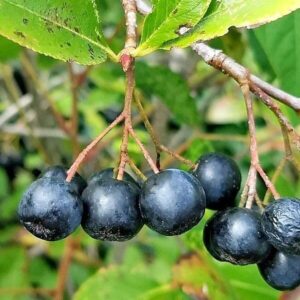 Füchte der Apfelbeere