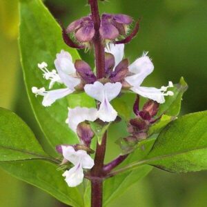 Blüten des Basilikums