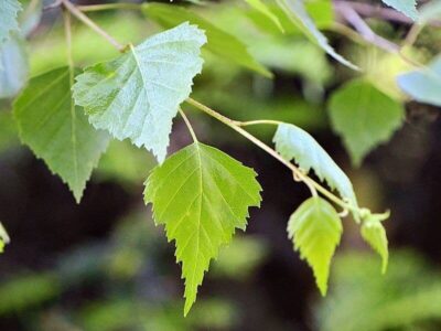 Hänge-Birke Hänge-Birke