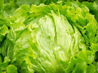 Eisbergsalat