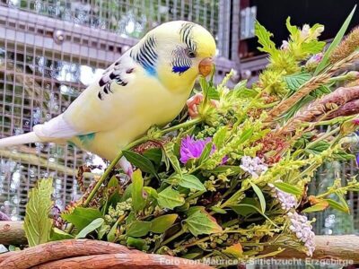 Futterpflanzen von A-Z Futterpflanzen von A-Z