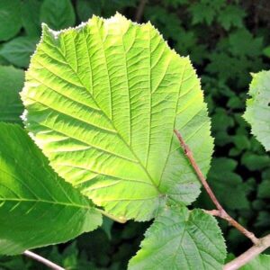 Blätter der Haselnuss