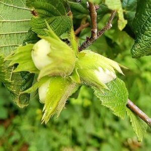 Früchte der Haselnuss