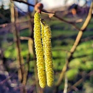 Blütenstände der Haselnuss