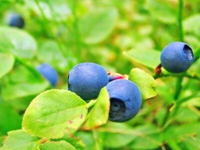 Heidelbeere Heidelbeere