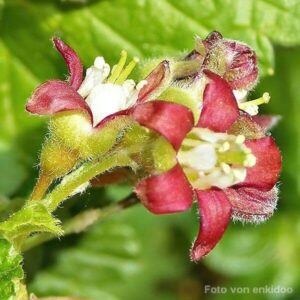 Bl&uuml;ten der Jostabeere