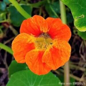 Bl&uuml;te der Kapuzinerkresse