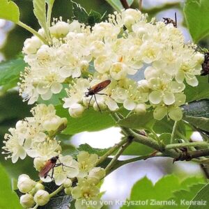 Bl&uuml;ten der Mehlbeere