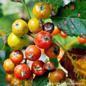 Fr&uuml;chte der Mehlbeere