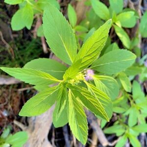 Blätter der Acker-Minze