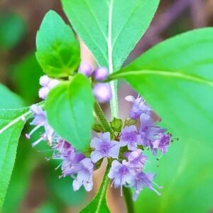 Blüten der Acker-Minze