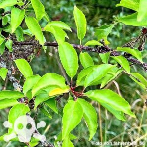 Blätter des Mirabellenbaumes