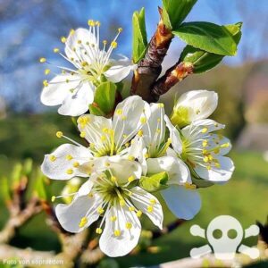 Blüten des Mirabellenbaumes