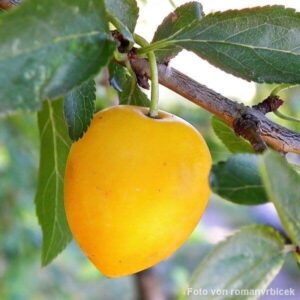 Frucht des Mirabellenbaumes