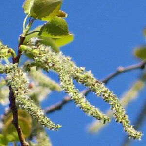 Bl&uuml;ten der Pappel