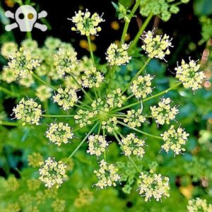 Blüte der Petersilie