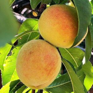 Fr&uuml;chte des Pfirischbaumes