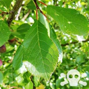 Blätter des Pflaumenbaumes