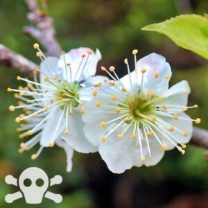 Blüten des Pflaumenbaumes