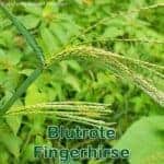 Süßgras: Blutrote Fingerhirse (Digitaria sanguinalis)