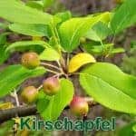 Bäume: Kirschapfel bzw. Beerenapfel (Malus baccata)