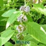 Futterpflanze: Acker-Minze (Mentha arvensis) und Pfefferminze (Mentha × piperita)