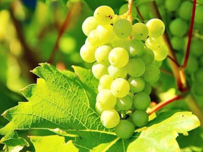 Weintrauben Weintrauben