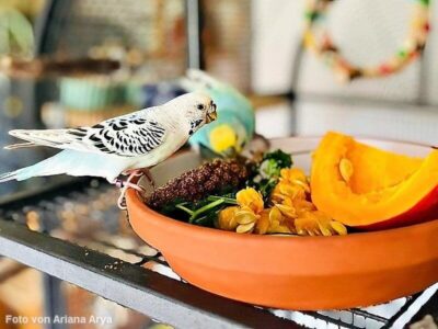 Wellis mit Kürbis Wellis mit Kürbis