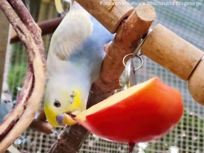 Apfel mit Welli