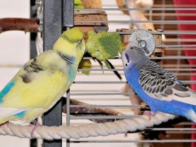 Brokkoli mit Rasmus und Jule Brokkoli mit Rasmus und Jule