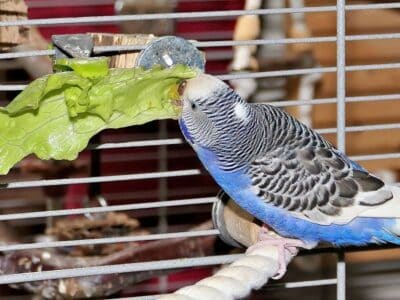 Eisbergsalat mit Jule Jule probiert vom Eisbergsalat