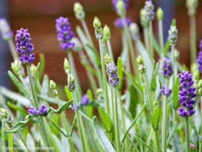 Lavendel
