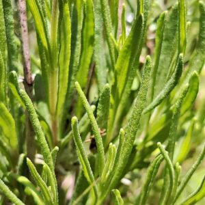 Blätter des Lavendel