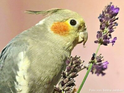 Nymphensittich mit Lavendel