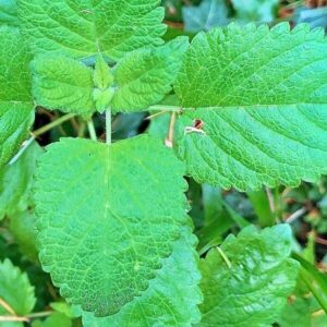 Blätter der Zitronenmelisse