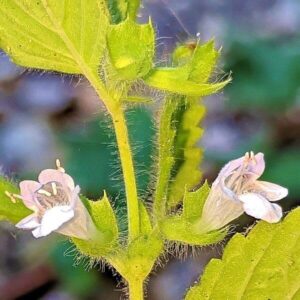 Blüten der Zitronenmelisse