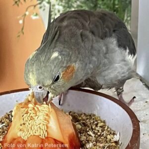 Nymphensittich frisst Paprikakerne