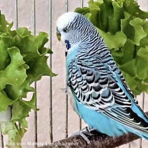 Wellensittich mit Pfl&uuml;cksalat