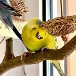 Knabberringe selbst gemacht (Video)