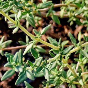 Blätter des Thymians