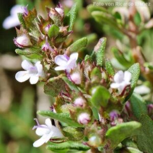 Bl&uuml;ten des Thymians