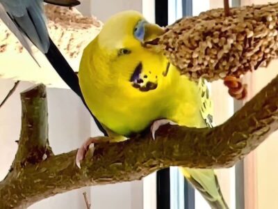 Knabberringe selbst gemacht Knabberringe selbst gemacht