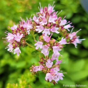 Blüten des Majorans