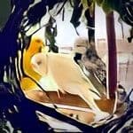 wellensittich.wg wellensittich.wg