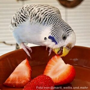 Wellensittich knabbert an Erdbeeren