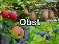 Obst